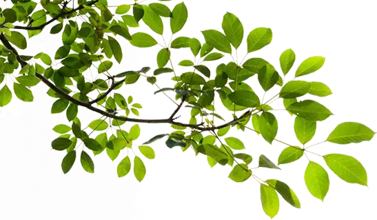 leaf